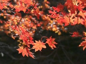 小米手机逆光拍照技巧是什么？