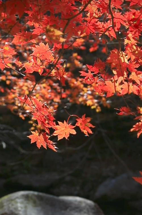 小米手机逆光拍照技巧是什么？  第1张
